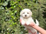 Yakışıklı Maltipoo