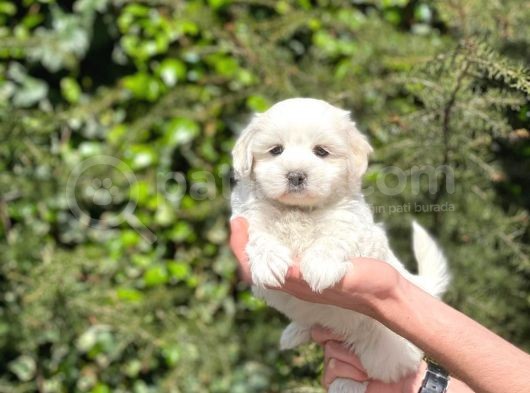 Yakışıklı Maltipoo