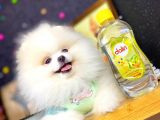 Boo Pomeranian En Sevilen Rengi