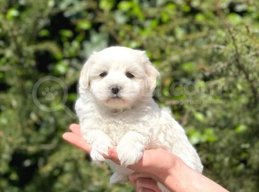 Yakışıklı Maltipoo görsel