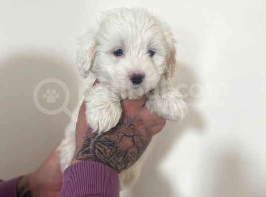Mini Morkie Yavrular görsel