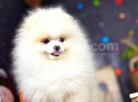Boo Pomeranian En Sevilen Rengi görsel