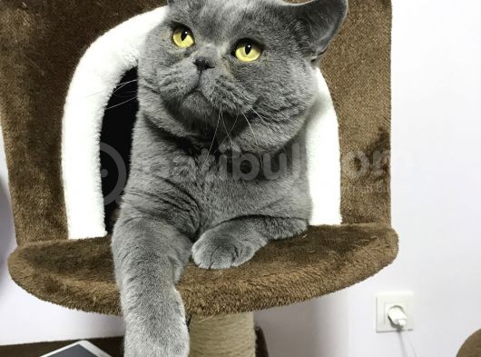 Full Secereli British Shorthair görsel