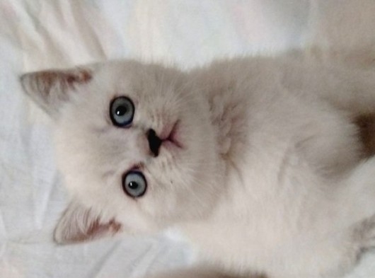 Tatlı Bebeklerimiz Yeni Sahiplerini Bekliyor görsel