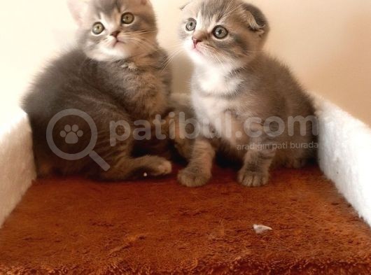 Scottish Fold Yavrular görsel