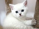 Scrli Ns1133 Renk Kodlu Silver Point Oğlumuz Yeni Yuvasını Arıyor