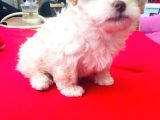 Ev Doğumlu Malti̇poo Kardeşler