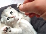 Kedi Sahiplendirme Scottish Fold