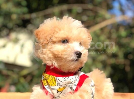 2 Aylık Erkek Ve Dişi Maltipoo Yavrularımız görsel