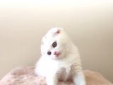 Scottish Fold Kardeşler Yeni Evlerini Arıyor
