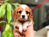 Cavalier King Charles
