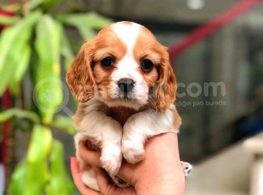 Cavalier King Charles görsel