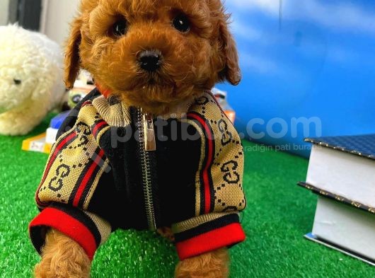 A Plus Kalitede Wc Eği̇timli Toy Poodle Yavrusu