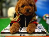 A Plus Kalitede Wc Eği̇timli Toy Poodle Yavrusu