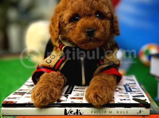 A Plus Kalitede Wc Eği̇timli Toy Poodle Yavrusu görsel