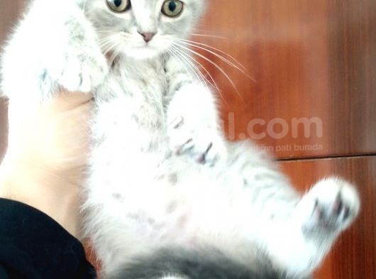 Scottish Fold Yavrular görsel