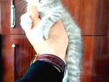 Scottish Fold Yavrular