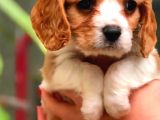 Cavalier King Charles
