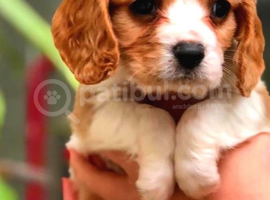Cavalier King Charles