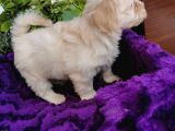 Küçük Bebeklerim Maltipoo