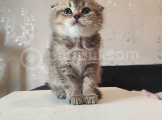 Golden Tabby Ve Silver Tabby Scottish Fold Yavru