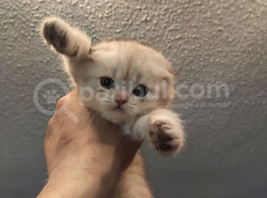 Golden Tabby Ve Silver Tabby Scottish Fold Yavru görsel