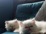 İran Persian Mavi̇ Göz Şampanya Kürk Son Derece Sağlıklı