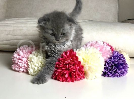 Scottish Fold Erkek Yavrular görsel