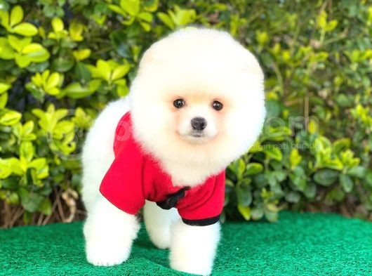 Ayı Surat Pomeranian Erkek