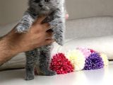 Scottish Fold Erkek Yavrular