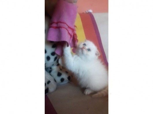 Scottish Fold Red Point Erkek görsel