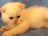 Scottish Fold Red Point Erkek