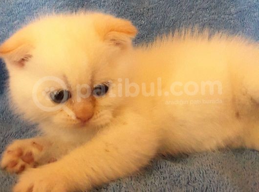Scottish Fold Red Point Erkek Üst Seviye Kedi Arayanlar görsel