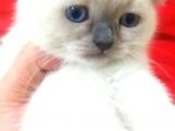 A Kalite Scottish Fold Blue Point Yavrularım