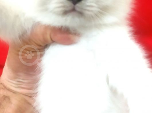 A Kalite Scottish Fold Blue Point Yavrularım görsel
