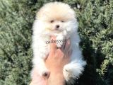 Sevimli Teady Bear Pomeranian Boo Erkek Yavrumuz