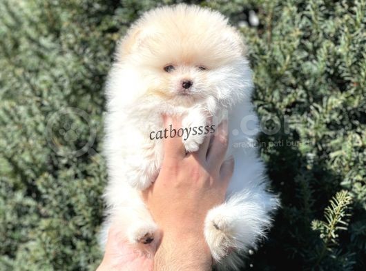 Sevimli Teady Bear Pomeranian Boo Erkek Yavrumuz görsel