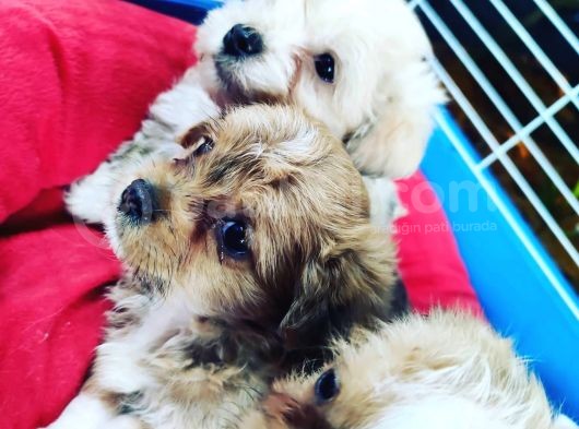 Maltipoo Yavrular görsel