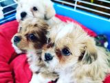 Maltipoo Yavrular