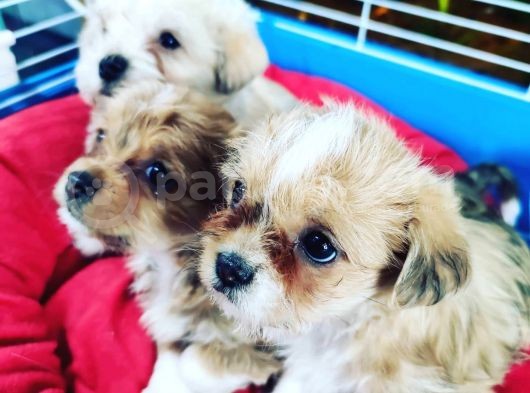 Maltipoo Yavrular görsel
