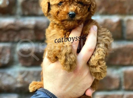 Red Brown Toy Poodle Erkek Yavrumuz
