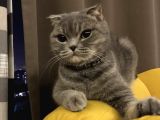 Scottish Fold Whiskas Dişi Kısırlaştırılmış Ücretli