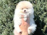 Sevimli Teady Bear Pomeranian Boo Erkek Yavrumuz