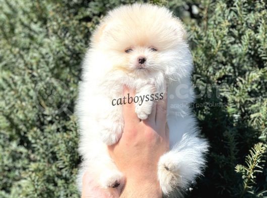 Sevimli Teady Bear Pomeranian Boo Erkek Yavrumuz görsel