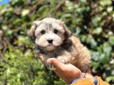 Yavru Malti̇poo