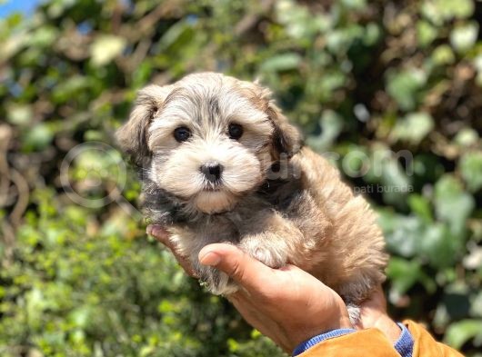 Yavru Malti̇poo görsel