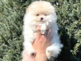 Sevimli Teady Bear Pomeranian Boo Erkek Yavrumuz