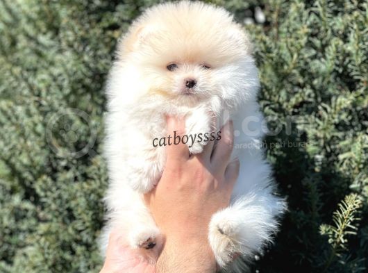 Sevimli Teady Bear Pomeranian Boo Erkek Yavrumuz