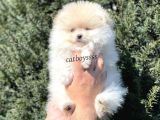 Sevimli Teady Bear Pomeranian Boo Erkek Yavrumuz