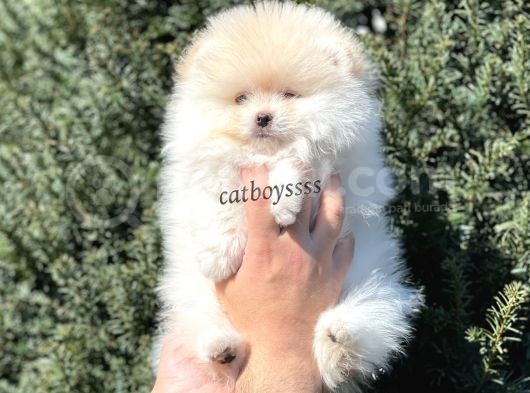 Sevimli Teady Bear Pomeranian Boo Erkek Yavrumuz görsel